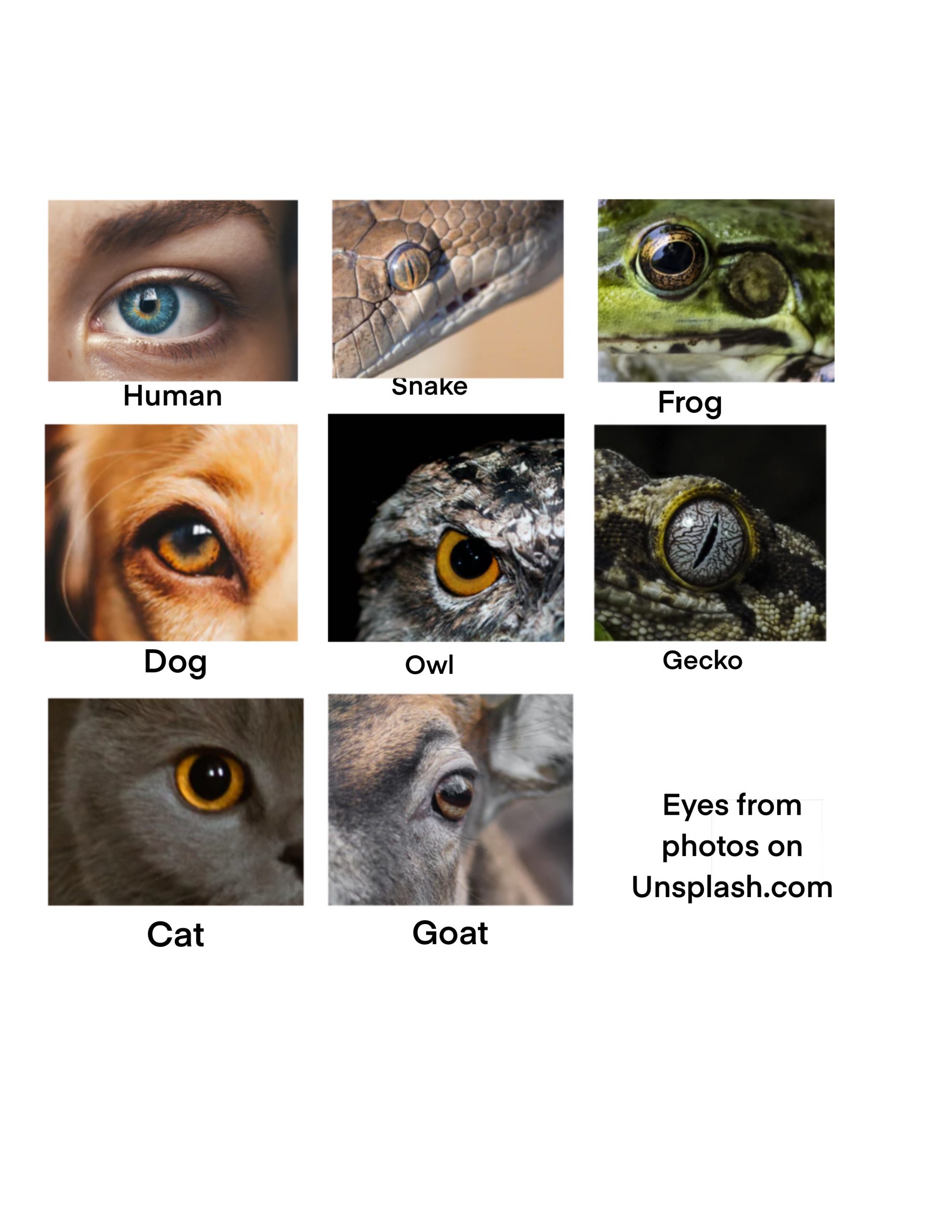 Reference photos of different animal eyes