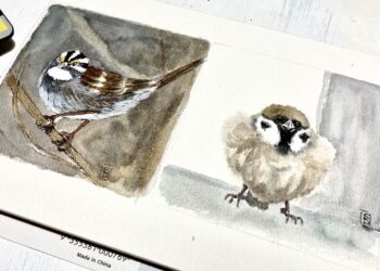 2 watercolor sparrows - one on a branch facing left one standing on a flat surface looking straight out of the image